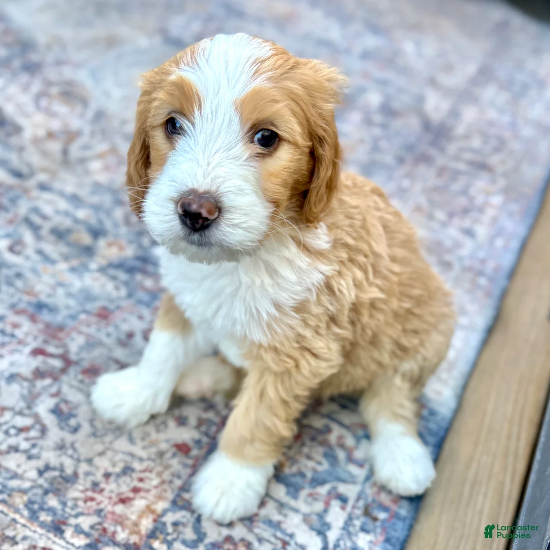 Bernedoodle dogs for sale: Chucky - Ad 1