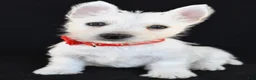 West Highland Terrier dogs for sale: Kelly - Ad 7