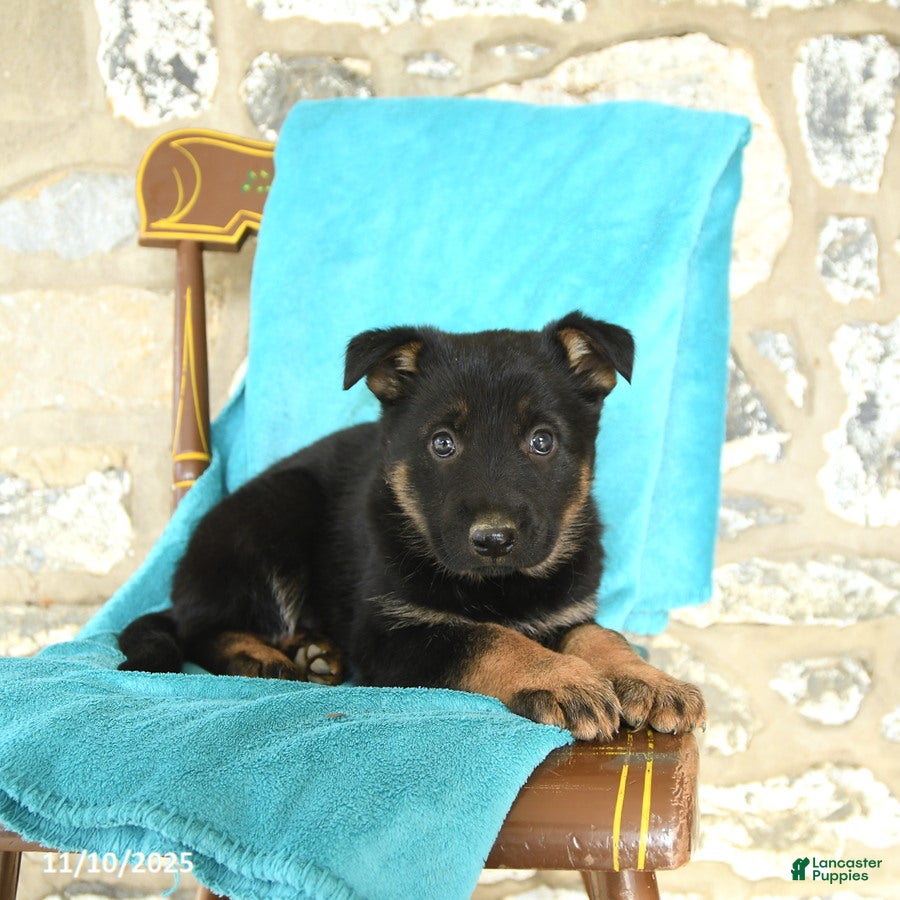 German Shepherd dogs Caroline - Ad 22
