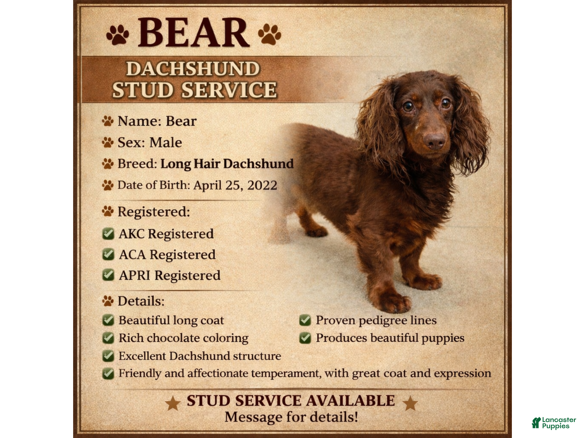 Dachshund dogs Rabers Bear - Ad 2