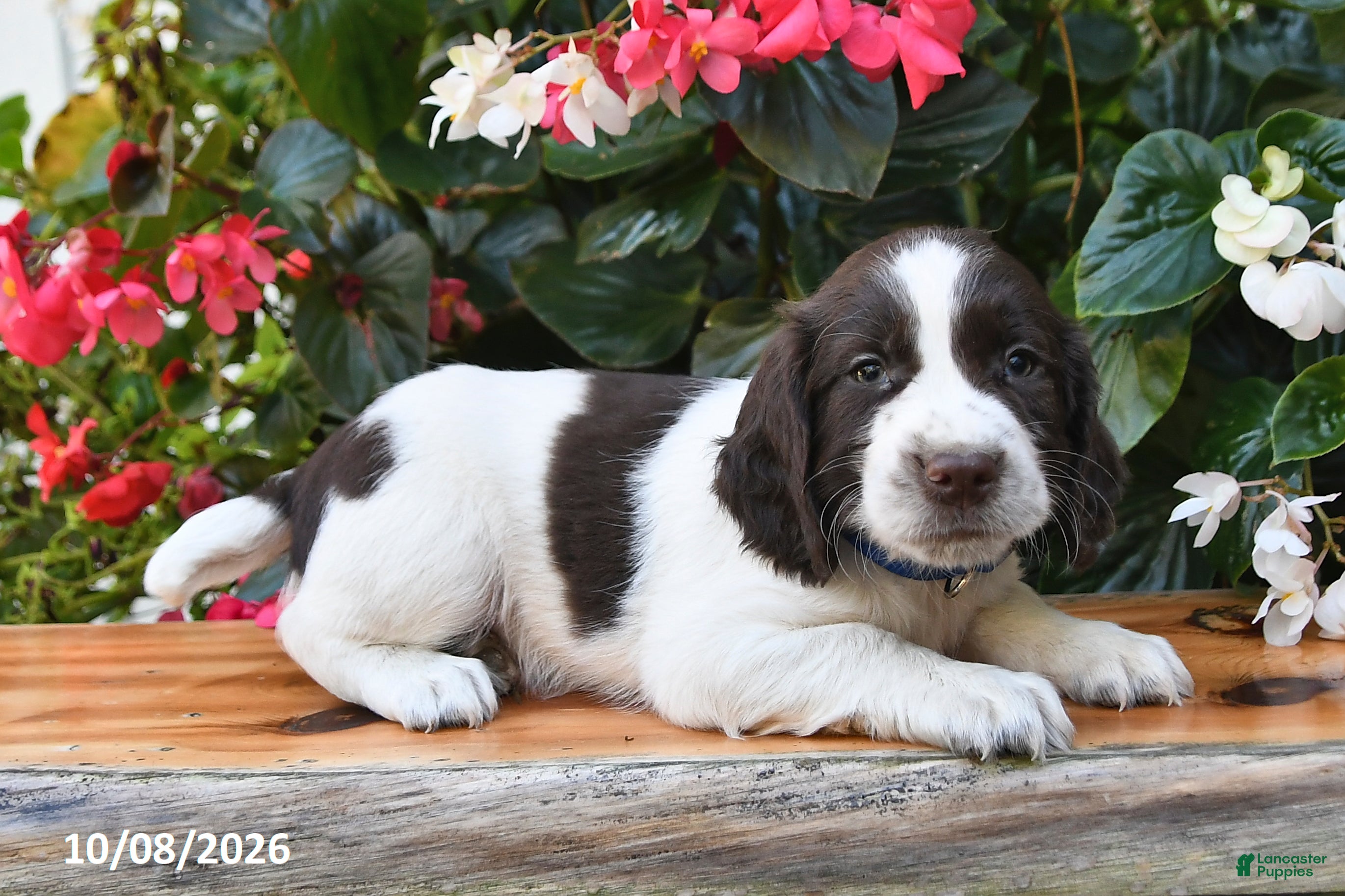 Cocker Spaniel dogs Elliot - Ad 2