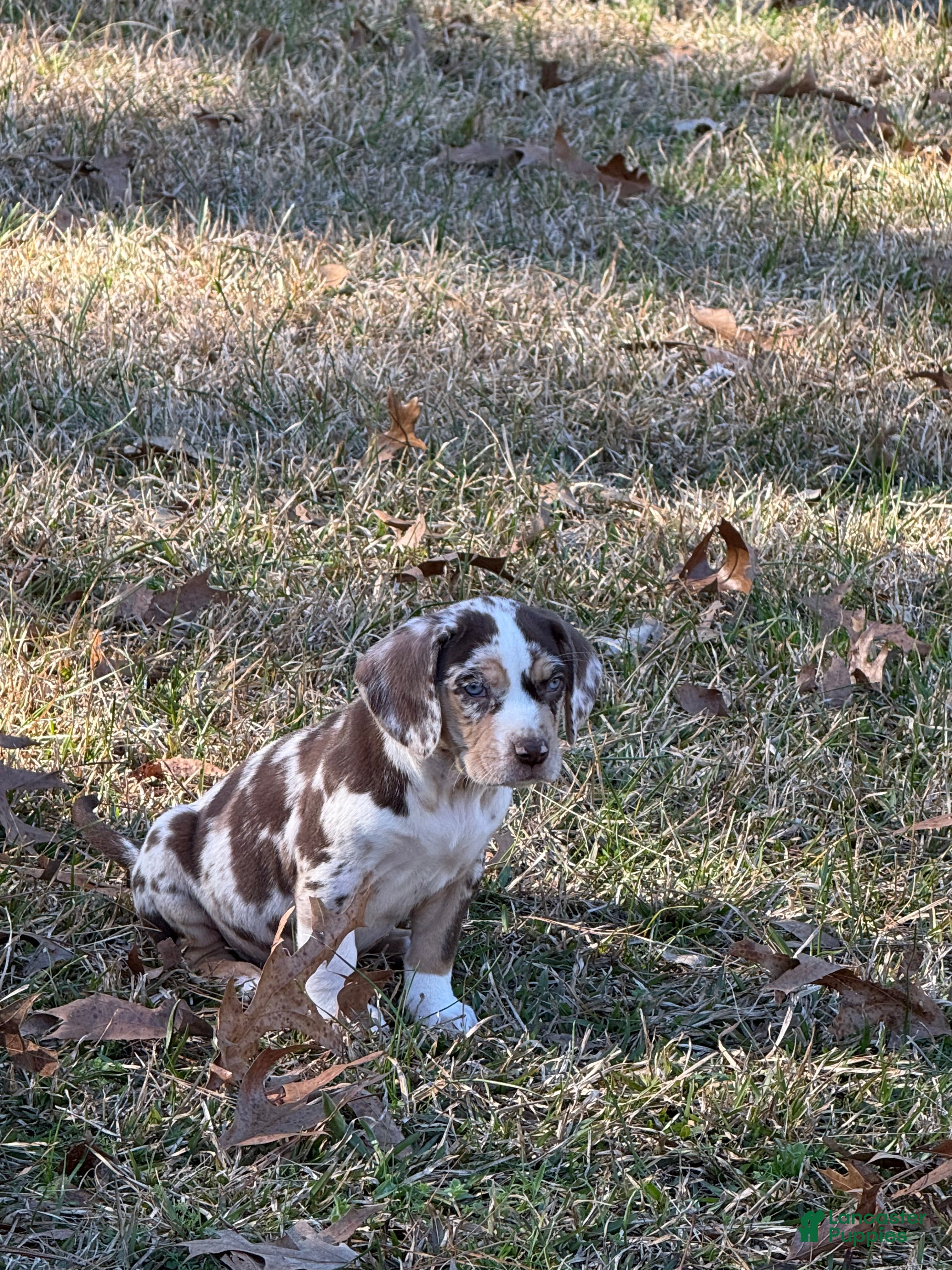 Catahoula Leopard Dog dogs Catahoula Leopard Dog Puppy 3 - Ad 1