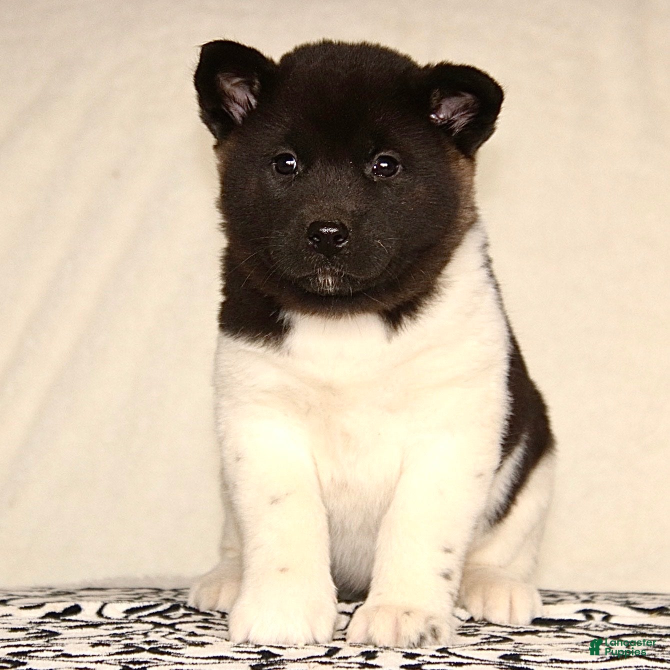 Akita dogs Adeline - Ad 13