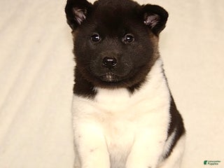 Akita dogs Adeline - Ad 13