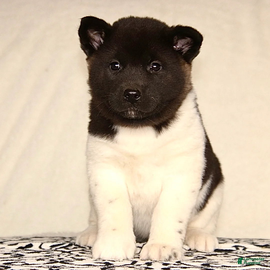 Akita dogs for sale: Adeline - Ad 1
