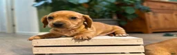 Miniature Dachshund dogs for sale: Doxie  - Ad 3