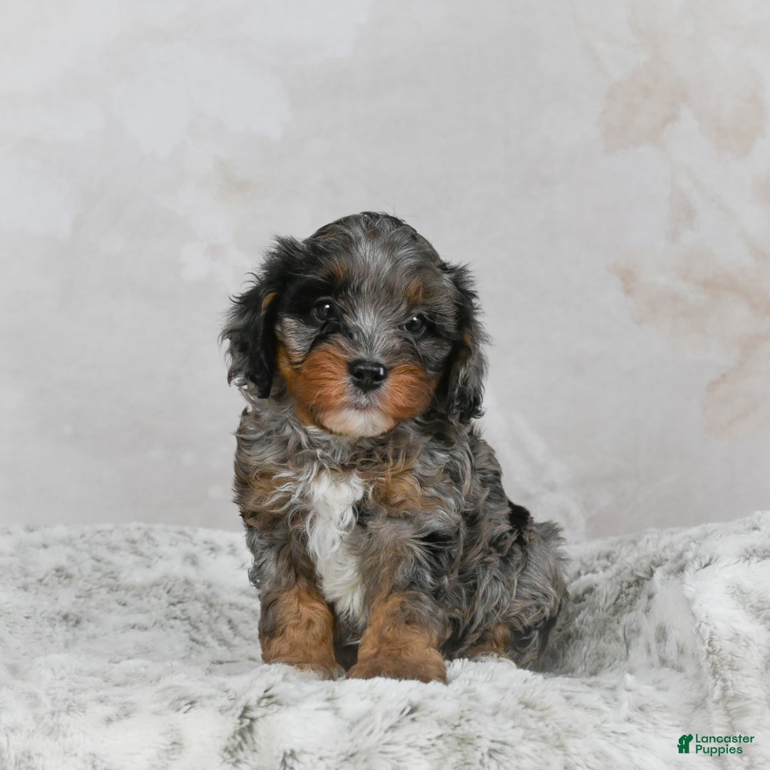 Cavapoo dogs for sale: Leo - Ad 3