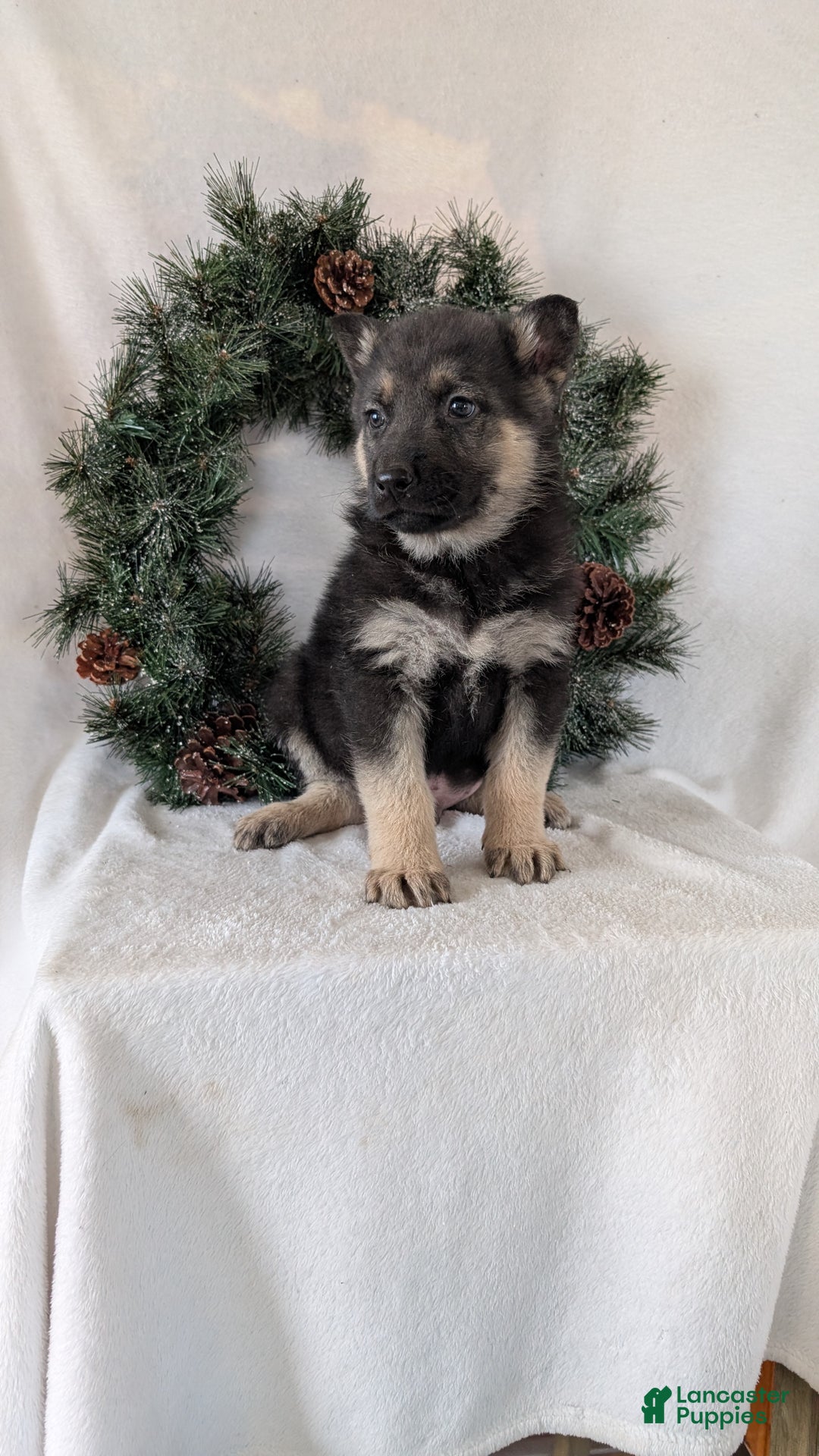 German Shepherd dogs for sale: Jay - Ad 8