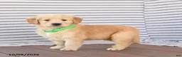 Golden Retriever dogs for sale: Jasper - Ad 2