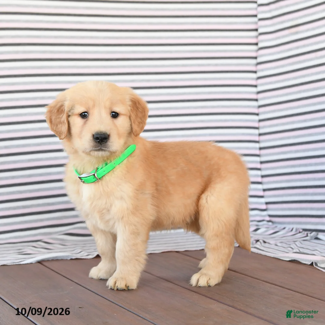 Golden Retriever dogs for sale: Jasper - Ad 2