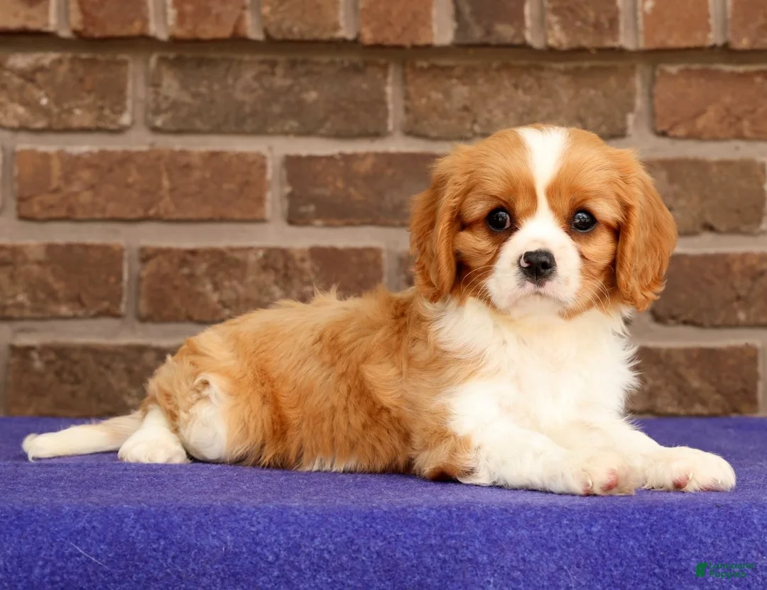 Cavalier King Charles Spaniel dogs for sale: Seth - Ad 1