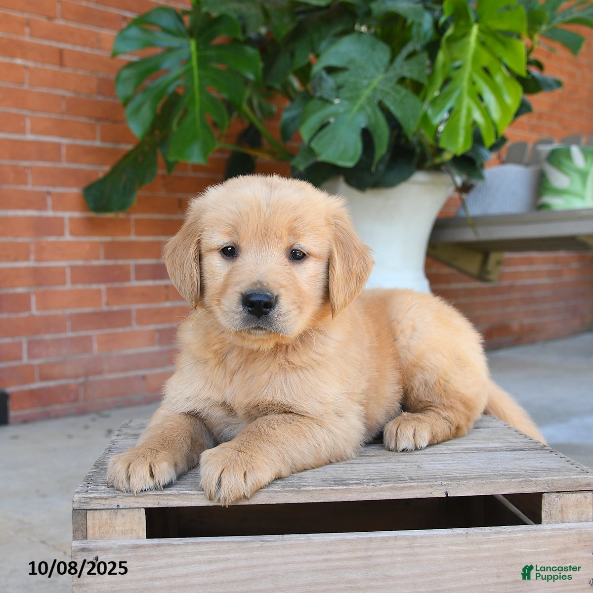 Golden Retriever dogs Gunner - Ad 1