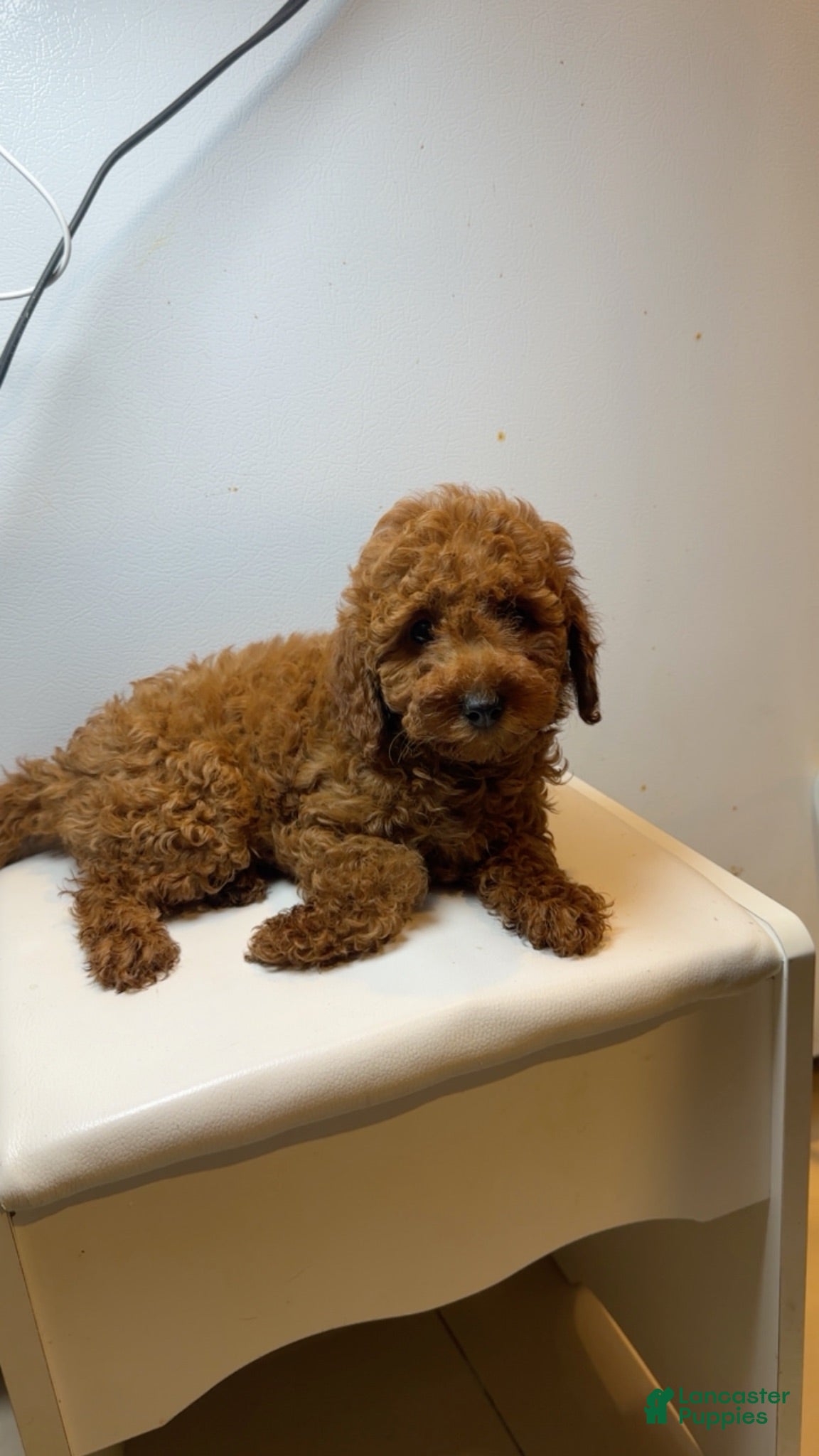 Miniature Poodle dogs Miniature Poodle 3 - Ad 6