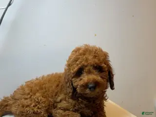 Miniature Poodle dogs Miniature Poodle 3 - Ad 6
