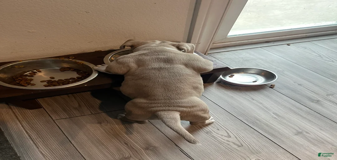 Gallery Image {{count}}