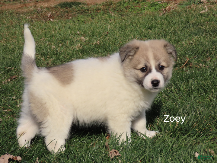 American Eskimo dogs Zoey  - Ad 11