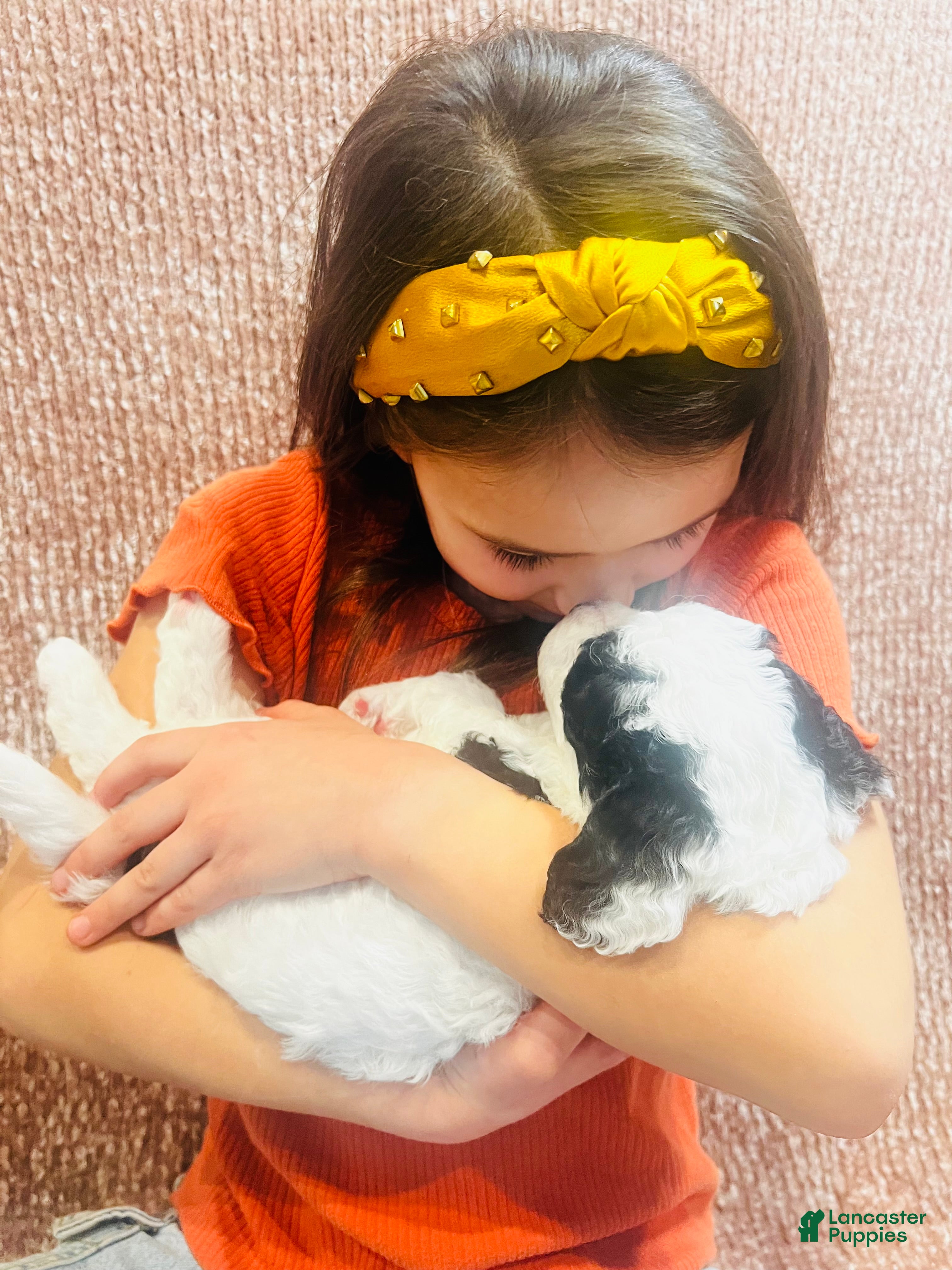 Mini Sheepadoodle dogs Mini Sheepadoodle Puppy Pick Spot #6 - Ad 1