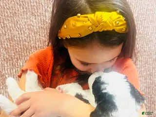 Mini Sheepadoodle dogs Mini Sheepadoodle Puppy Pick Spot #6 - Ad 1