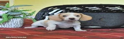 Miniature Dachshund dogs for sale: Kathy - Ad 4