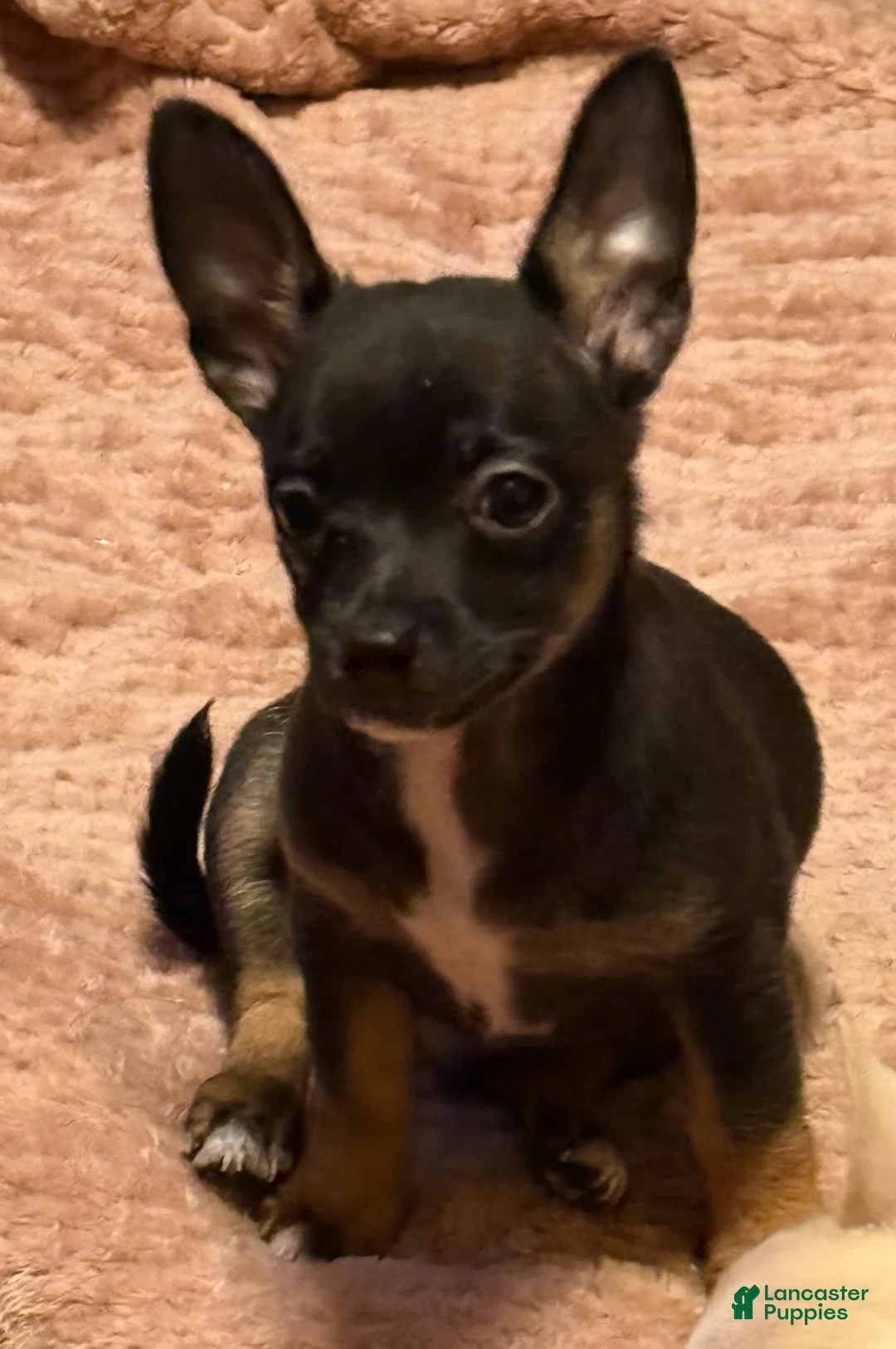 Chihuahua dogs for sale: Pierre - Ad 3