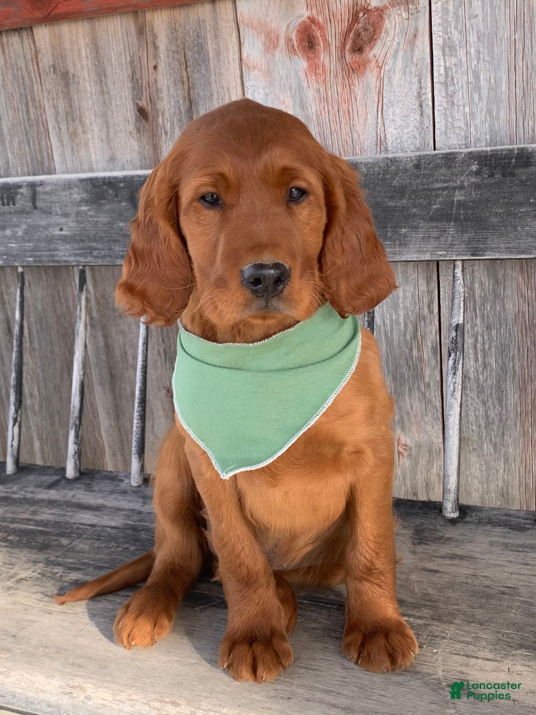 Irish Setter dogs for sale: Murphy - Ad 8