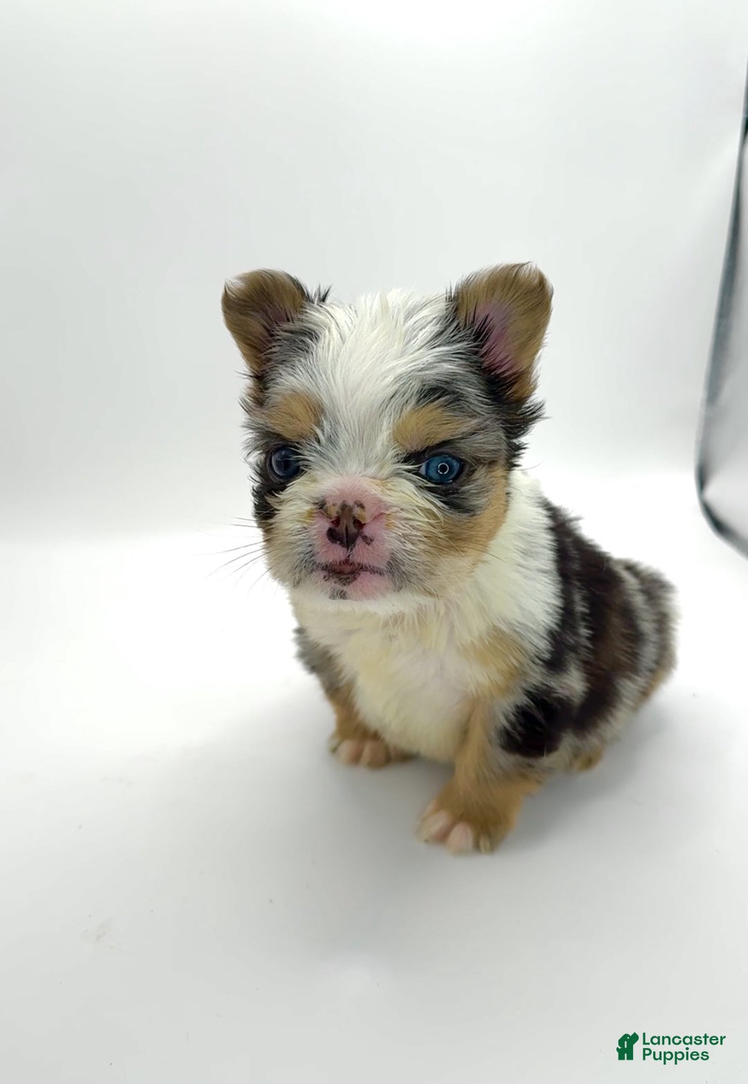 French Bulldog dogs for sale: French Bulldog Puppy 1 - Ad 2