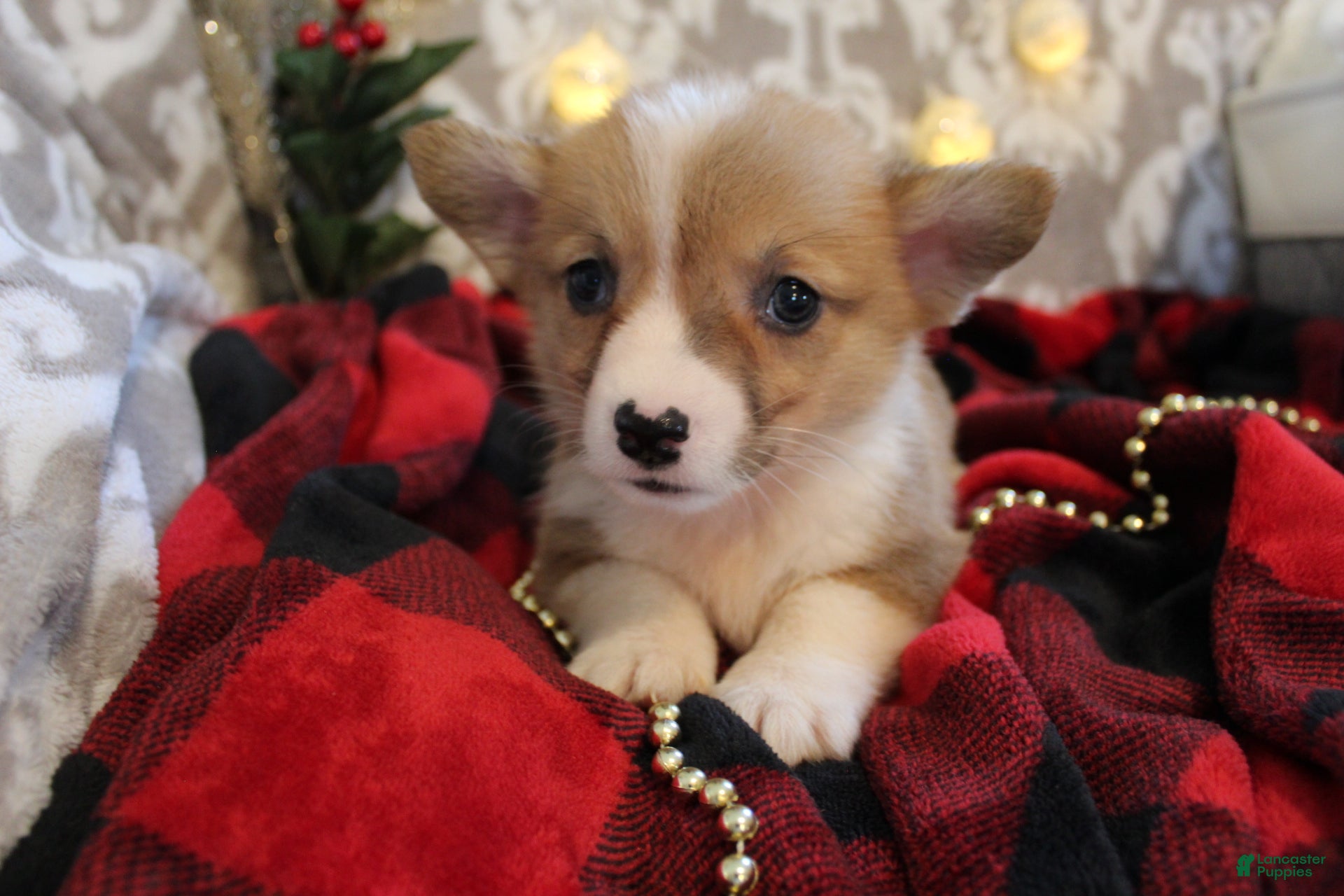 Welsh Corgi Pembroke dogs Mistletoe  - Ad 37