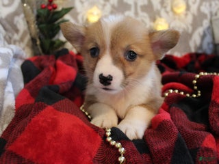 Welsh Corgi Pembroke dogs Mistletoe - Ad 42