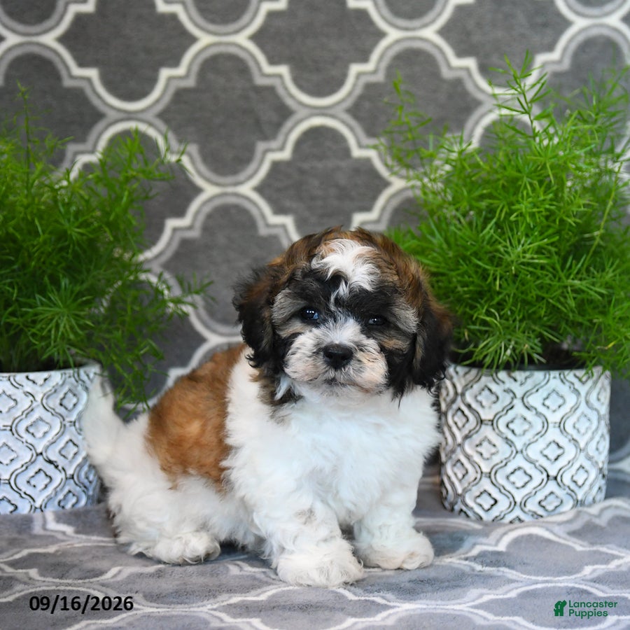 Mixed Breed dogs Fern - Ad 2