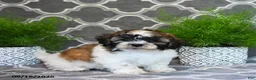 Mixed Breed dogs for sale: Fern - Ad 2
