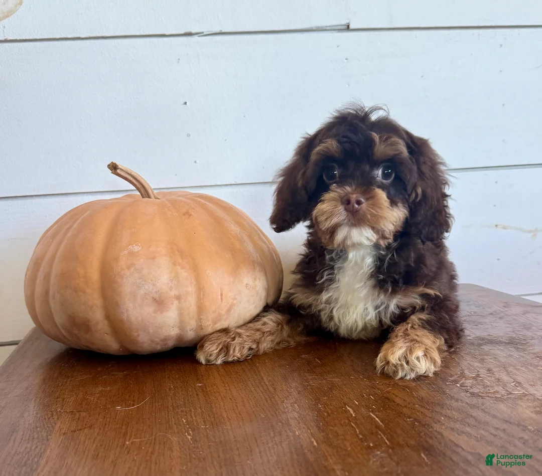 Cockapoo dogs for sale: Penny  - Ad 1