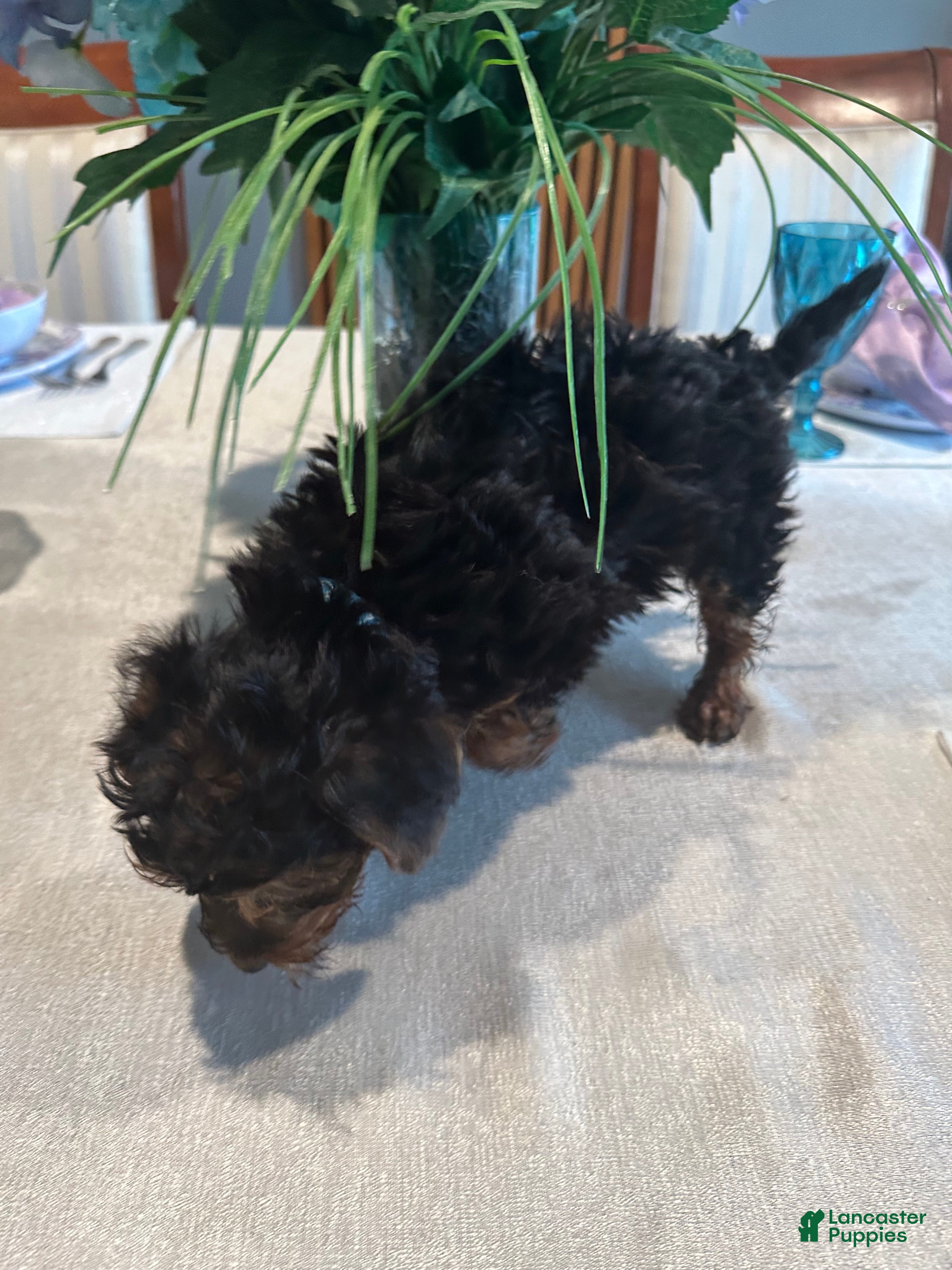 Yorkiepoo dogs Jonah - Ad 2
