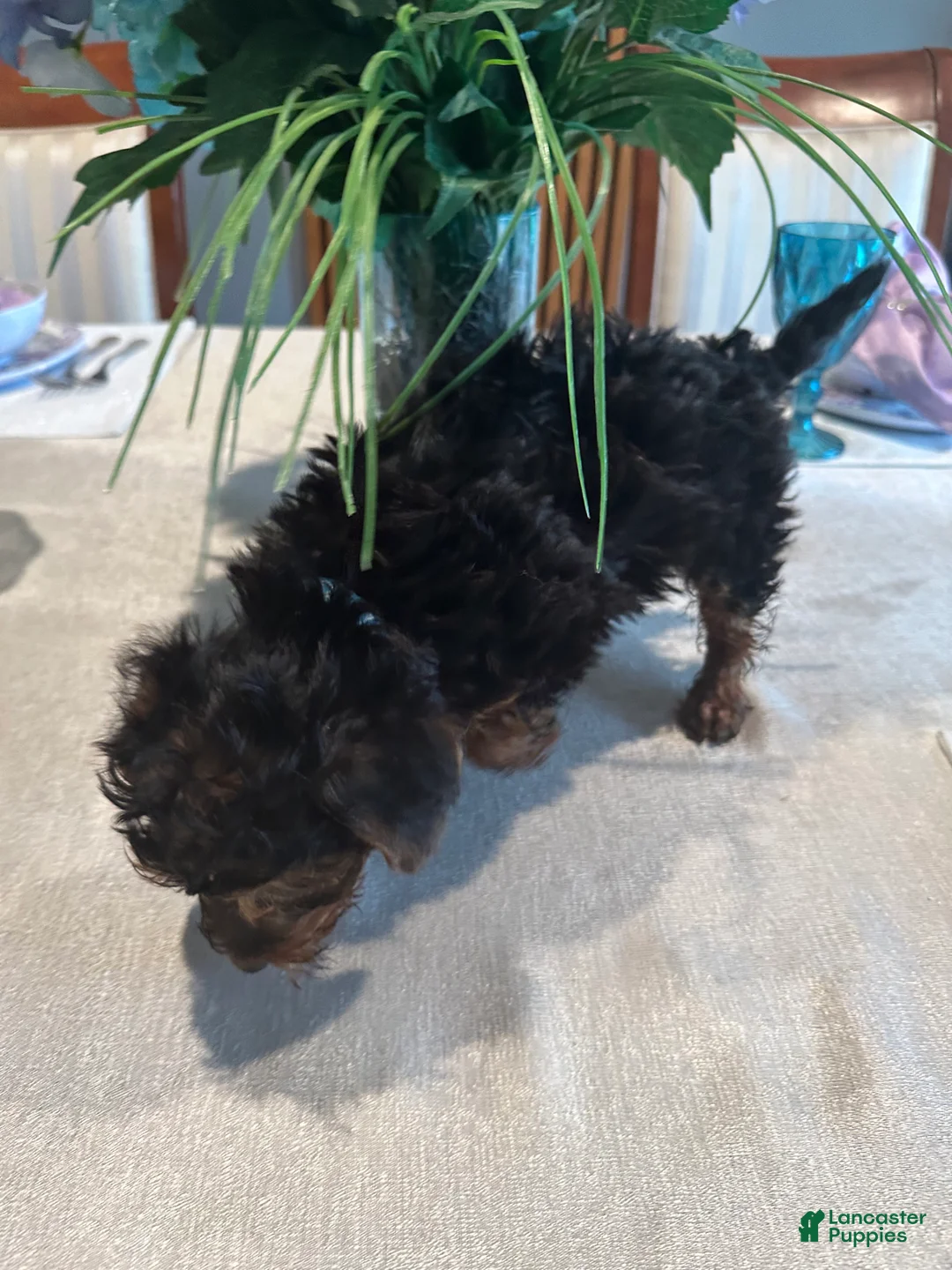 Yorkiepoo dogs for sale: Jonah - Ad 2