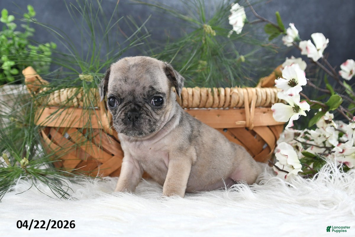 Pug dogs Gracelyn - Ad 2