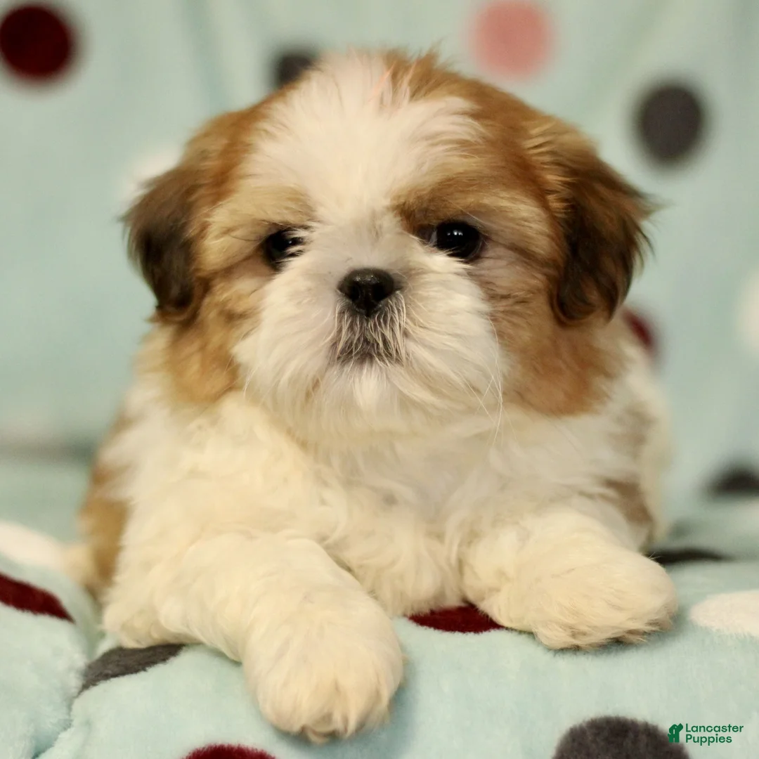 Shih Tzu dogs for sale: Baxter - Ad 2