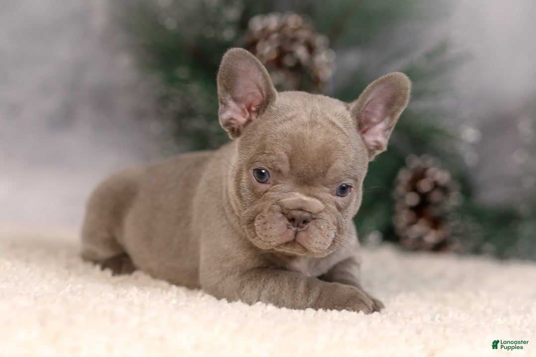 French Bulldog dogs for sale: Brent - Ad 1