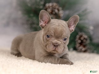 French Bulldog dogs Brent - Ad 8