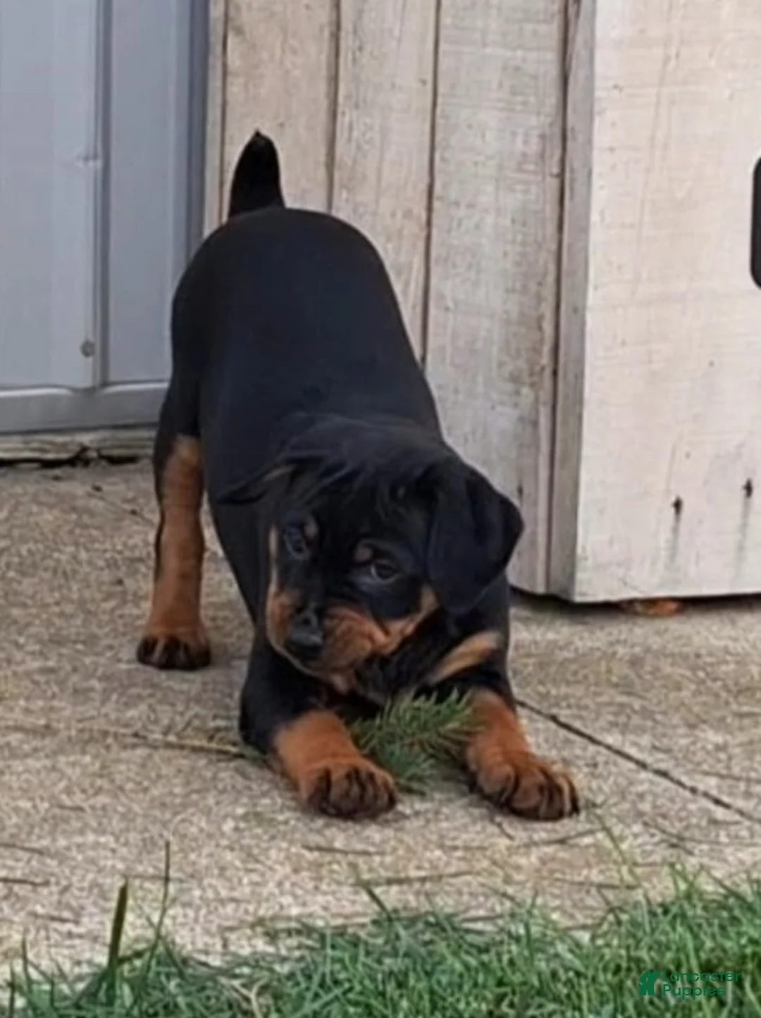Mixed Breed dogs for sale: Jane - Ad 1