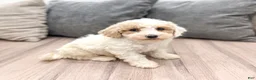 Miniature Poodle dogs for sale: Parker - Ad 3