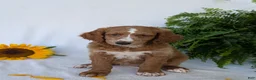 Goldendoodle dogs for sale: Lola - Ad 2