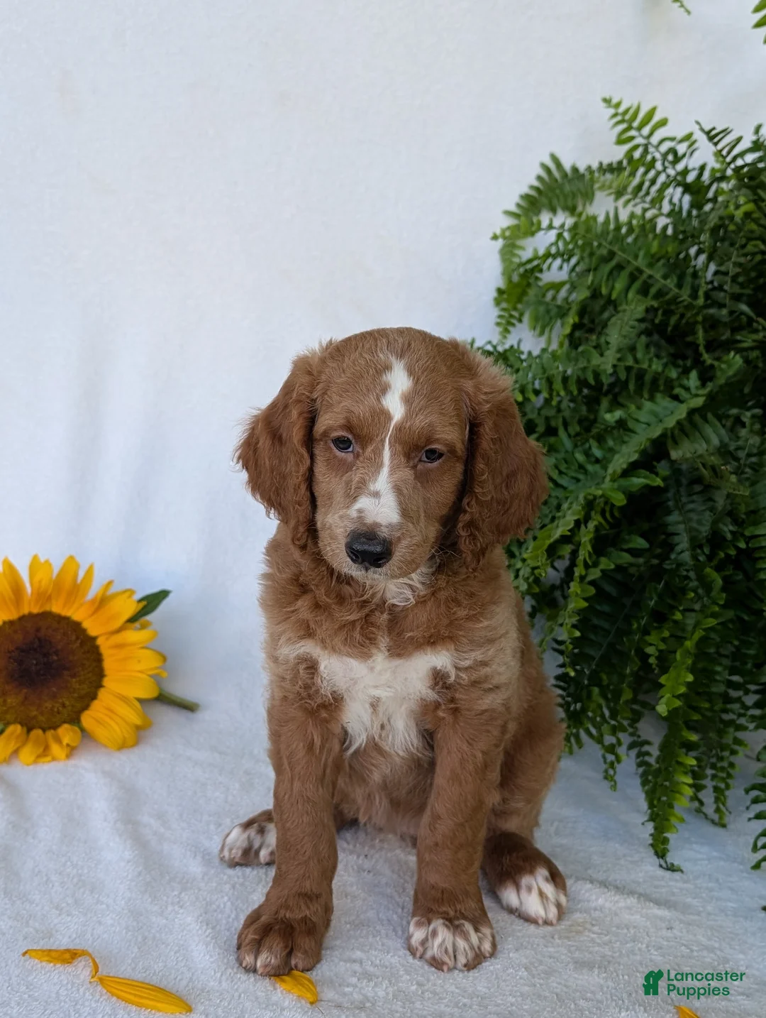 Goldendoodle dogs for sale: Lola - Ad 2