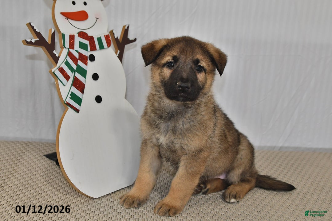 German Shepherd dogs for sale: Nova  - Ad 2