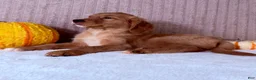 Golden Retriever dogs for sale: Draco - Ad 12