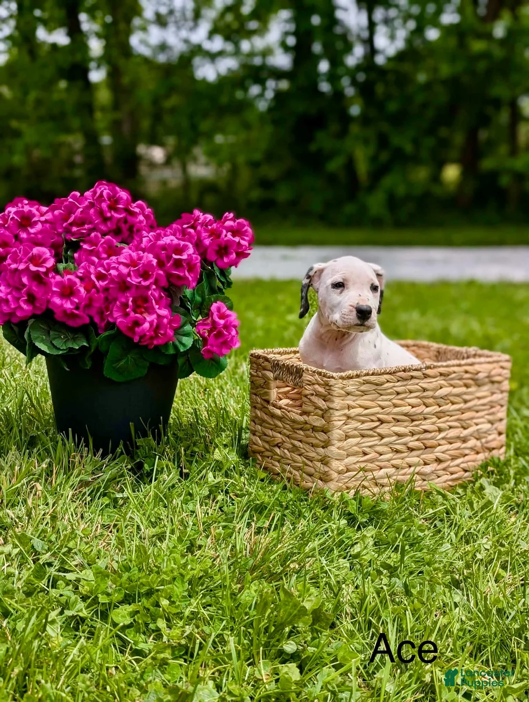 Mixed Breed dogs for sale: Ace - Ad 2