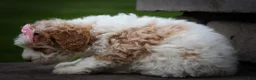 Cavachon dogs for sale: Hailey🌸 - Ad 25