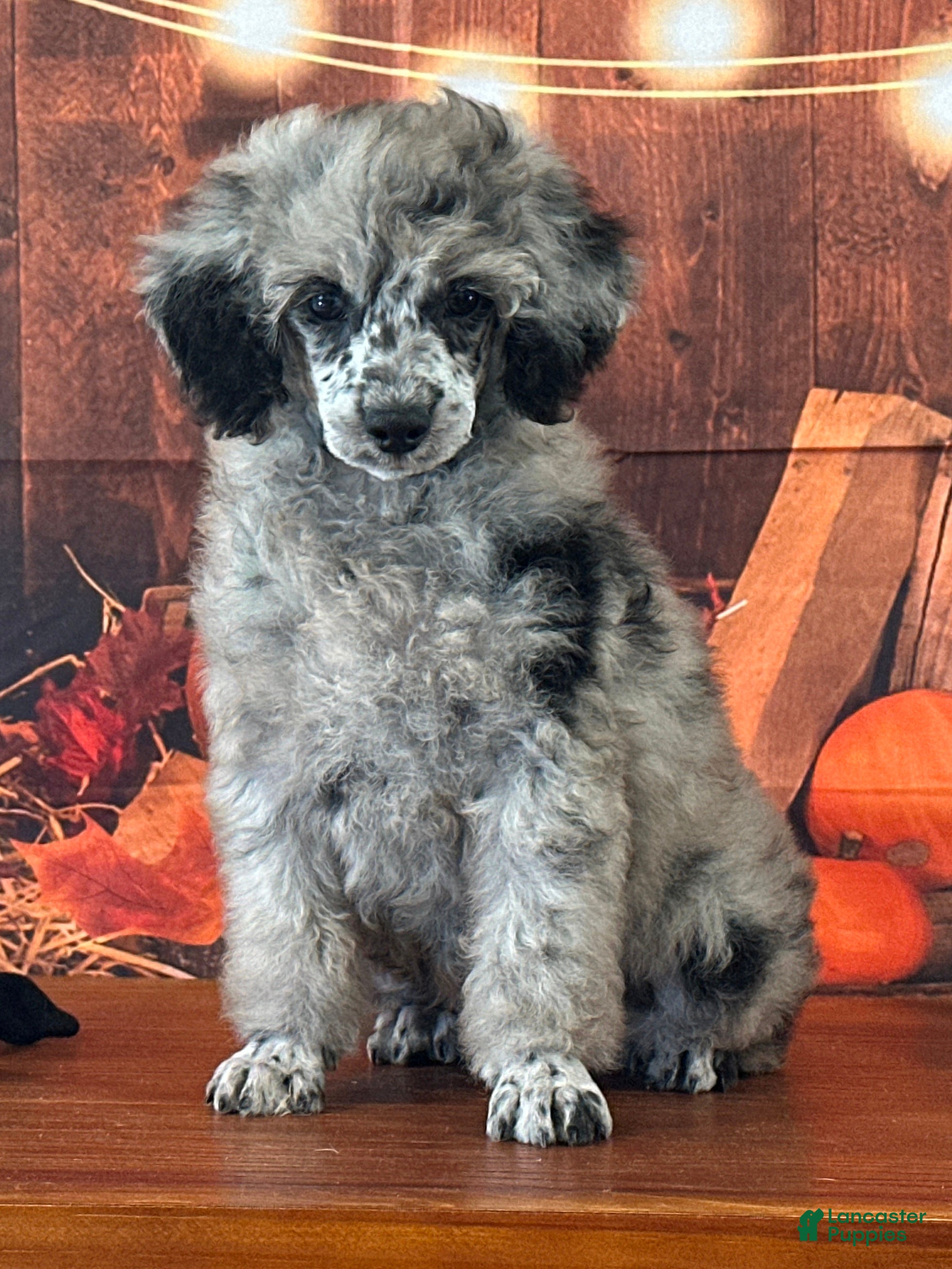 Miniature Poodle dogs Sterling - Ad 8