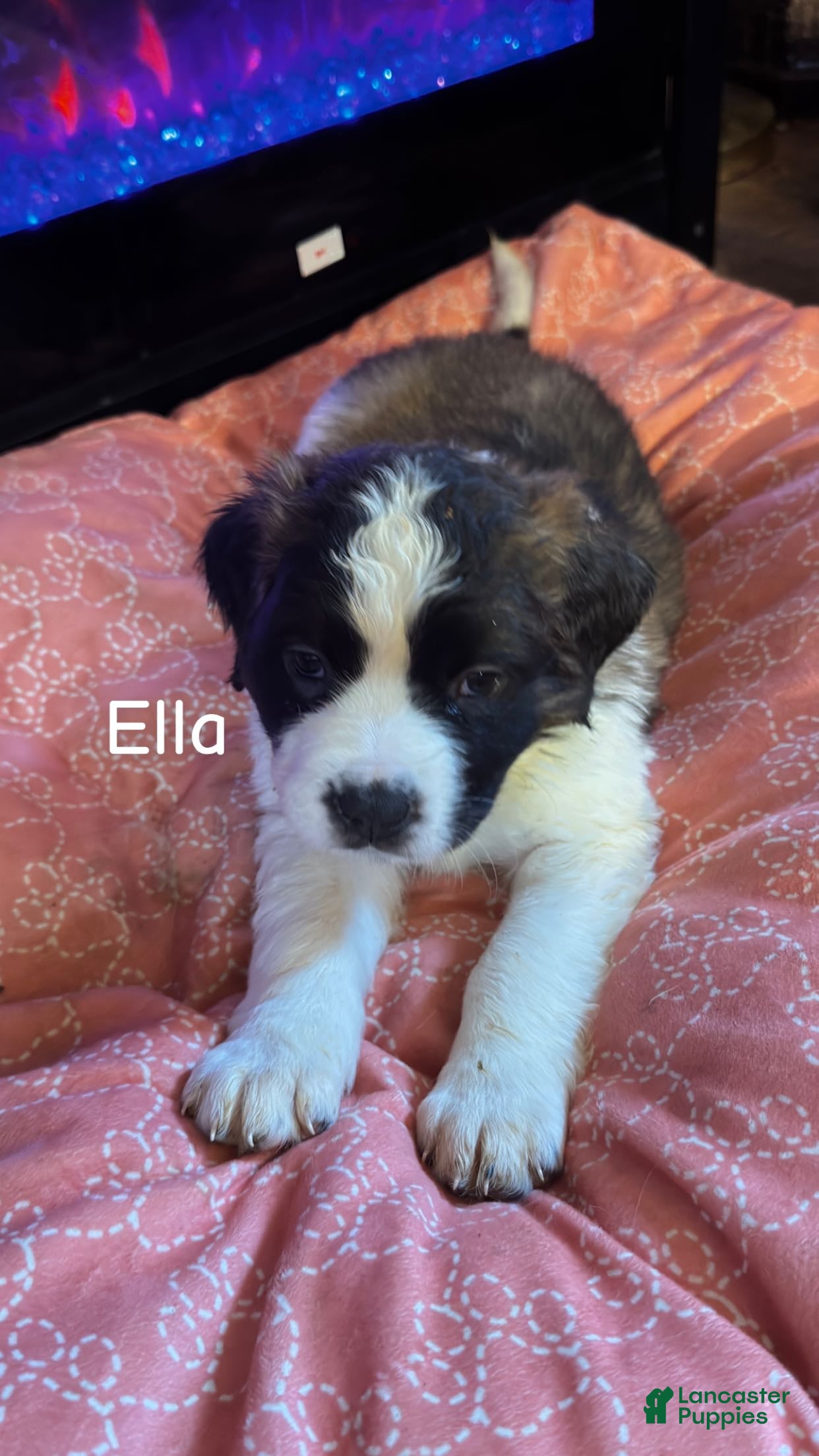 Saint Bernard dogs Ella  - Ad 2