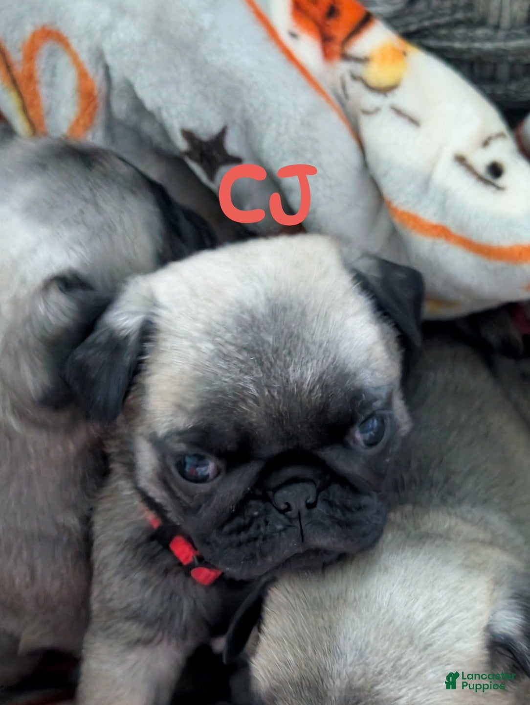 Pug dogs Pug 4 - Ad 1