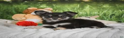 Chihuahua dogs for sale: Princess - Ad 3