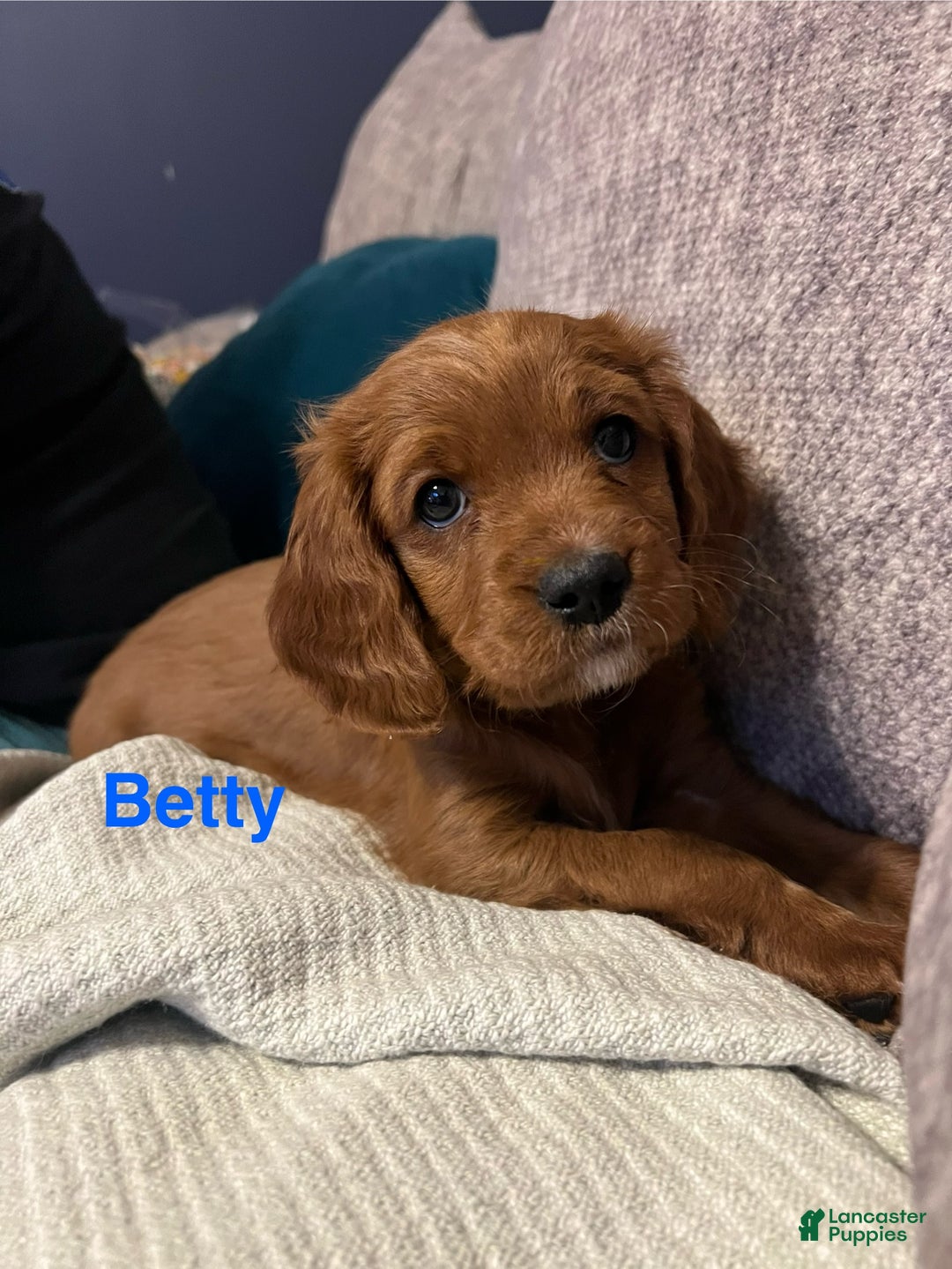 Cavapoo dogs for sale: Betty - Still available  - Ad 10